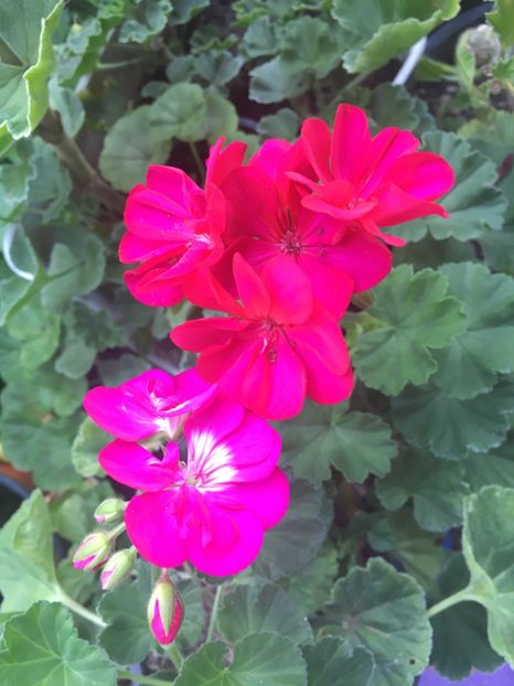 987E94F1-59CF-4A80-9E78-9B502CC9D92F - Muscate 2018