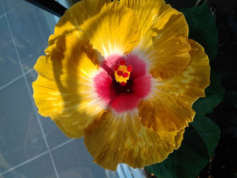 Shiva - HIBISCUS TROPICAL