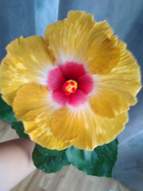  - HIBISCUS TROPICAL