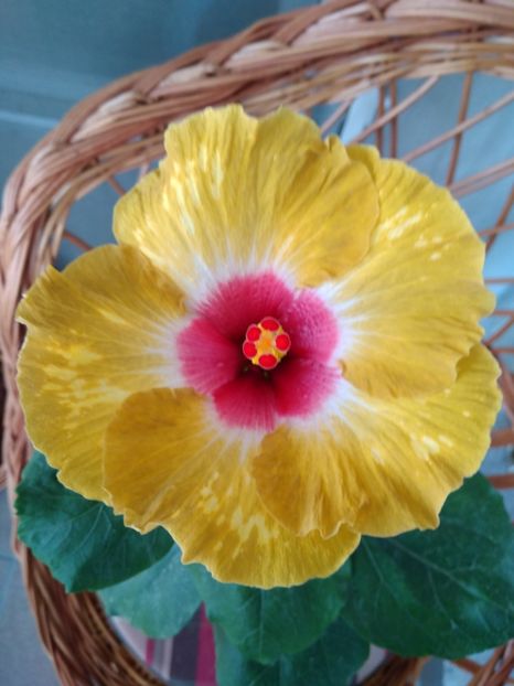  - HIBISCUS TROPICAL