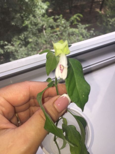 AFWB8028 (1) - FLORILE MELE 2018