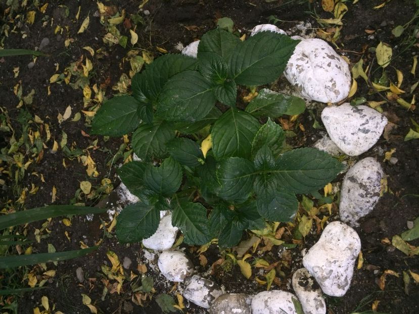 AENG8632 - FLORILE MELE 2018