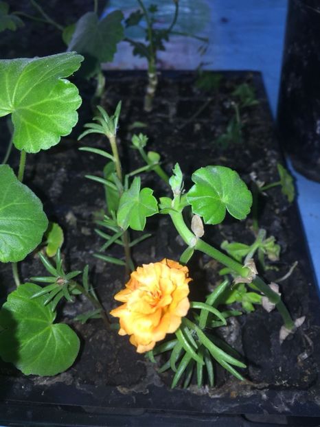 CBKX6260 - FLORILE MELE 2018