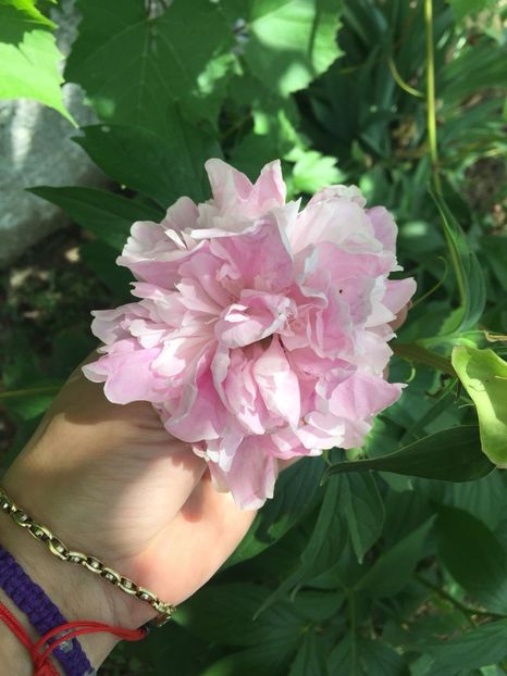 CMDB5322 - FLORILE MELE 2018