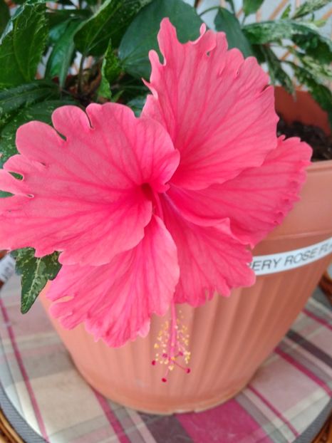  - FLORILE MELE