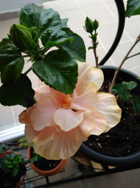  - FLORILE MELE