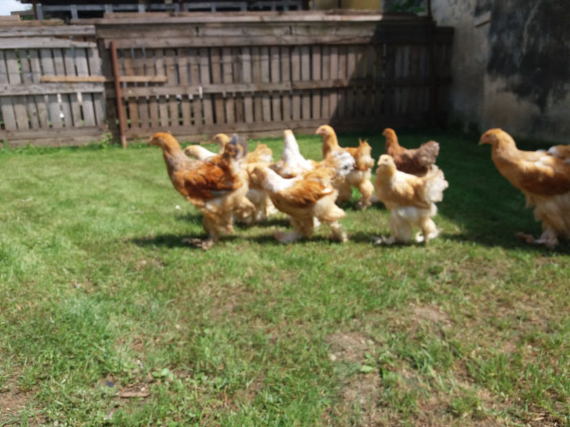 31.07.2018 025 - Pui brahma seria 02 2018