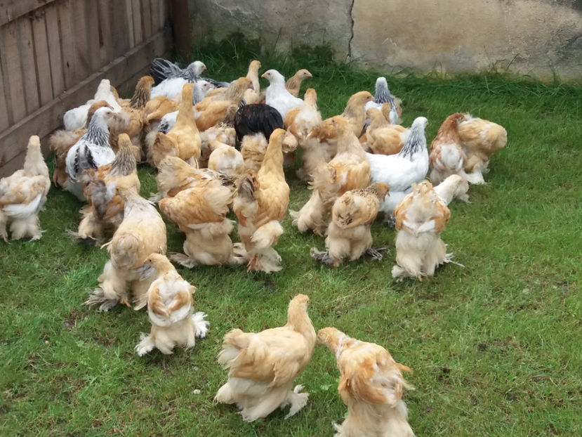 31.07.2018 012 - Pui brahma seria 03 2018