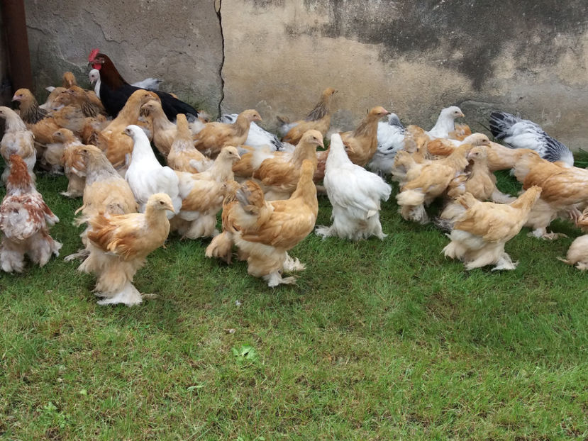 31.07.2018 016 - Pui brahma seria 03 2018