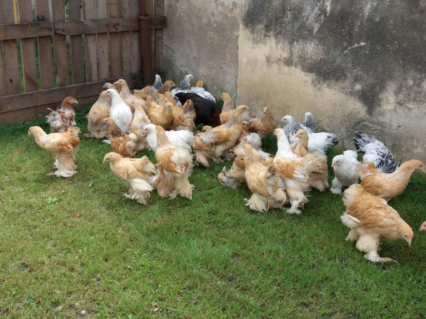 31.07.2018 018 - Pui brahma seria 03 2018