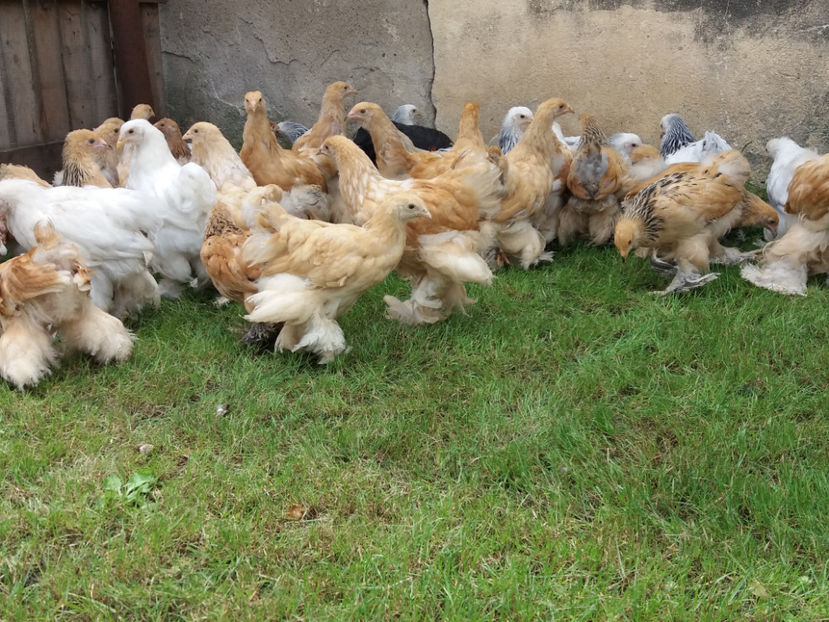 31.07.2018 019 - Pui brahma seria 03 2018