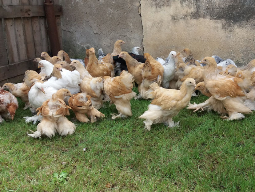 31.07.2018 020 - Pui brahma seria 03 2018