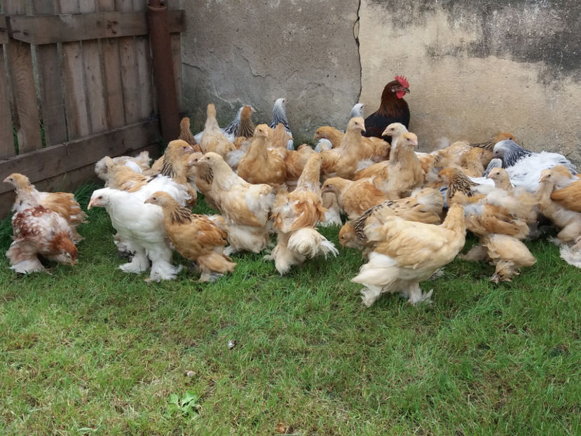 31.07.2018 021 - Pui brahma seria 03 2018