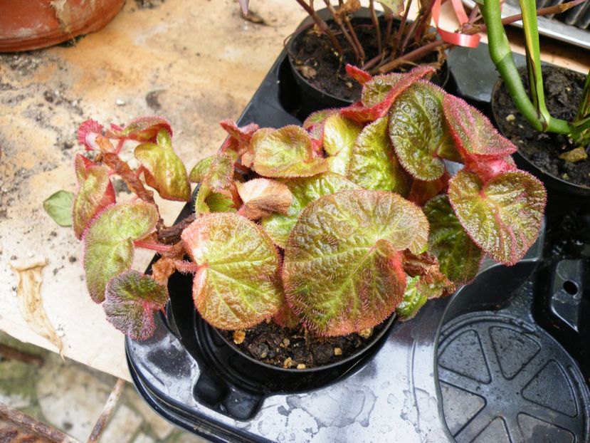 thelmae - Colectie begonia