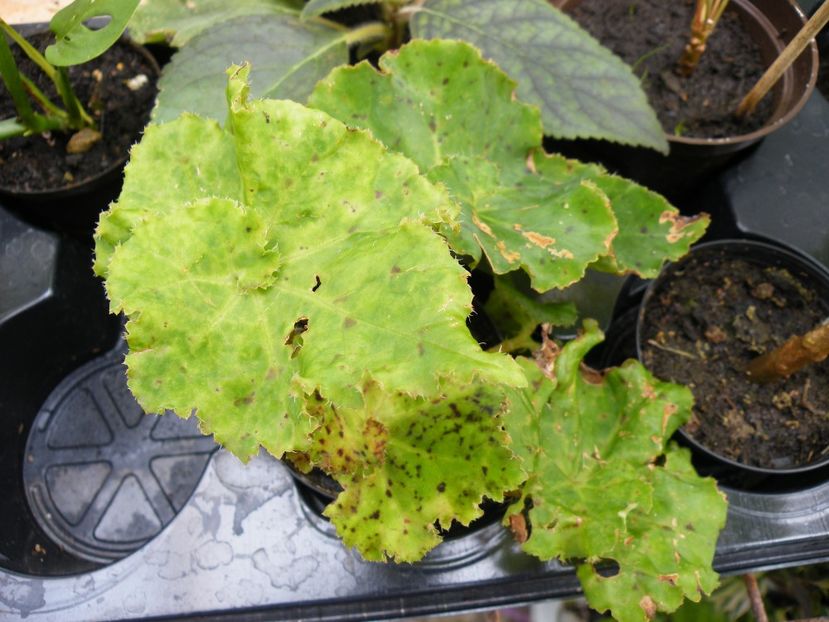 non sense - Colectie begonia