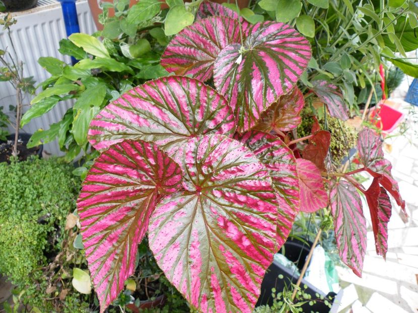 exotica - Colectie begonia