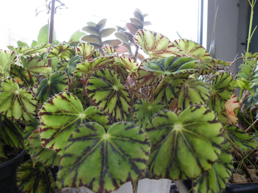 bowerae tiger - Colectie begonia
