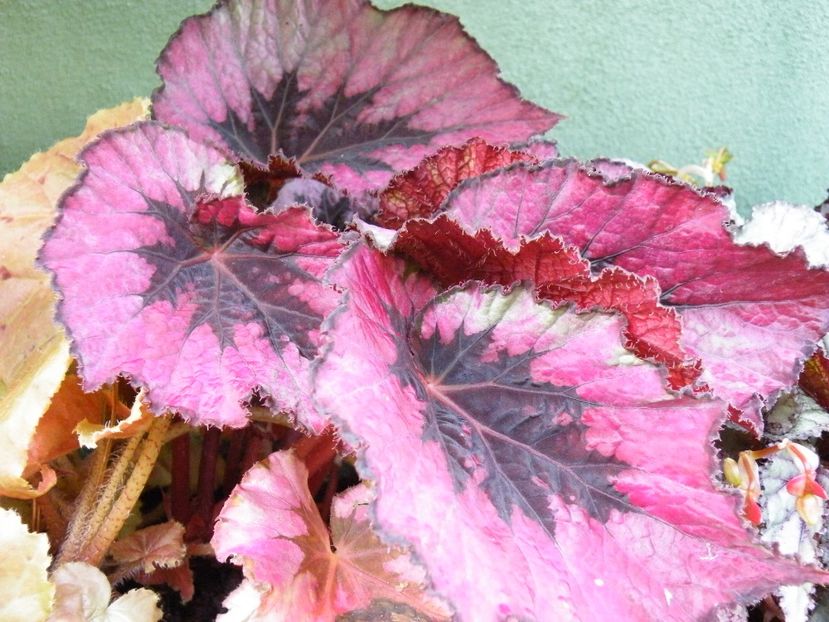 first blush - Colectie begonia