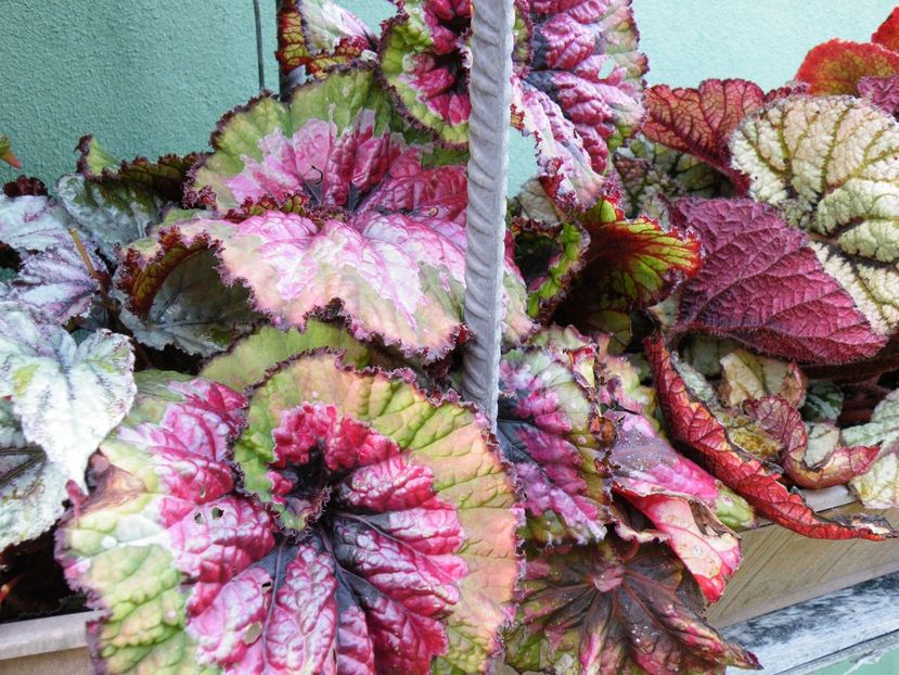  - Colectie begonia