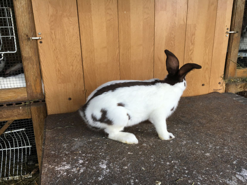 Femela Pestrit Havana - a DE VANZARE