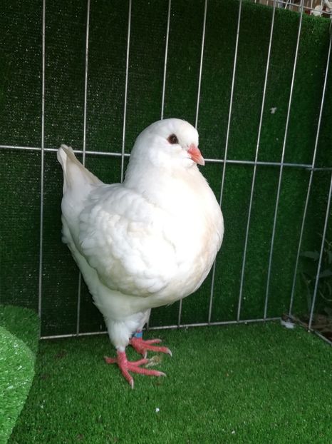 1-0 de vanzare - King 2018