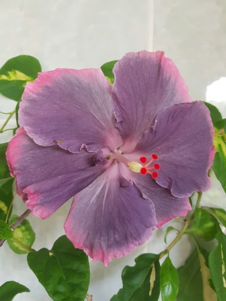  - Hibiscus Moorea My Blue Pearl