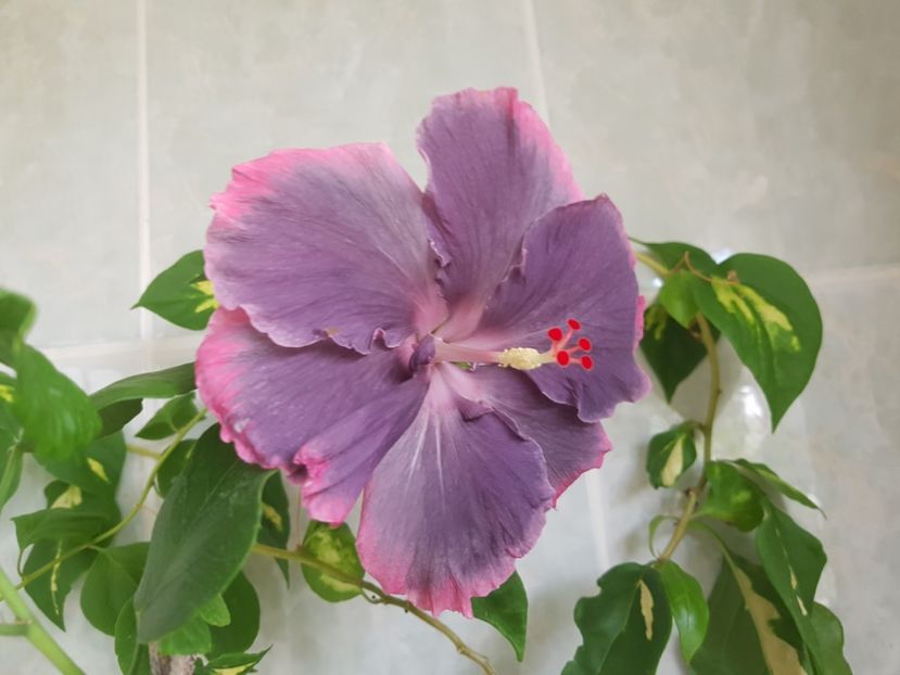  - Hibiscus Moorea My Blue Pearl