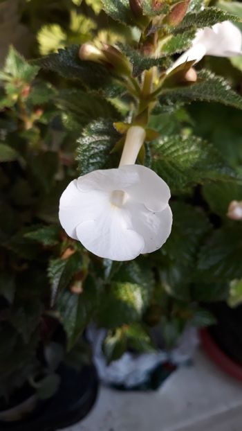  - R18 Himalayan Angel - renuntat