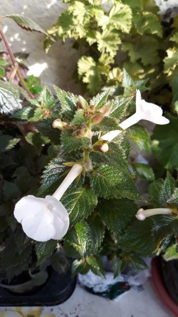  - R18 Himalayan Angel - renuntat