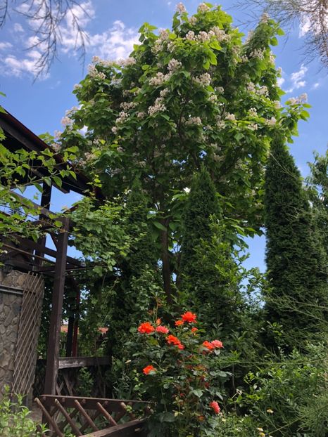 FEDEF8F5-30D5-4249-919F-05DB36EE6427 - 0021 GRADINA IN 2018 2020