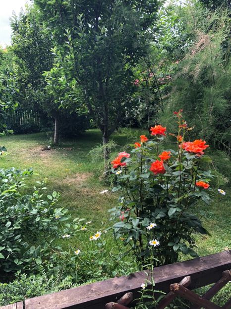 2F4C06D1-1EA6-4F3A-8CFA-40C601B828BF - 0021 GRADINA IN 2018 2020