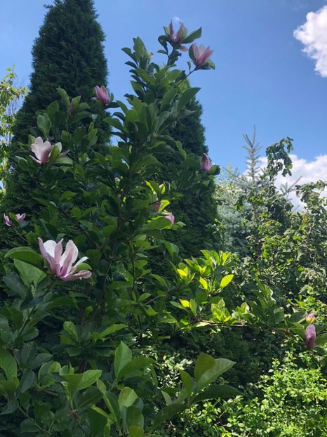 a doua inflorire. Iulie 2018 - 0021 GRADINA IN 2018 2020