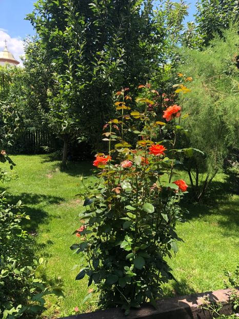 16FAED87-4A8D-47F0-BBEE-1CA0B022AD0B - 0021 GRADINA IN 2018 2020