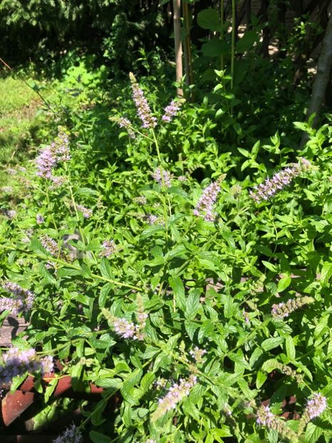 menta inflorita - 0021 GRADINA IN 2018 2020