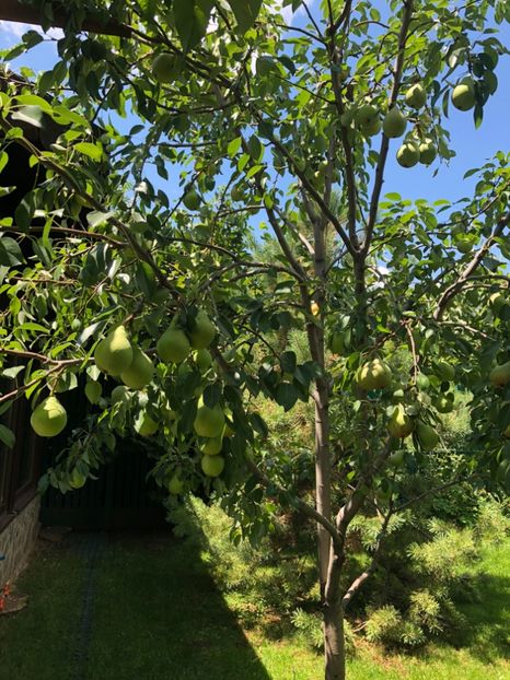 E8F8064D-DF94-482A-9E5F-A5D10189899A - 0021 GRADINA IN 2018 2020