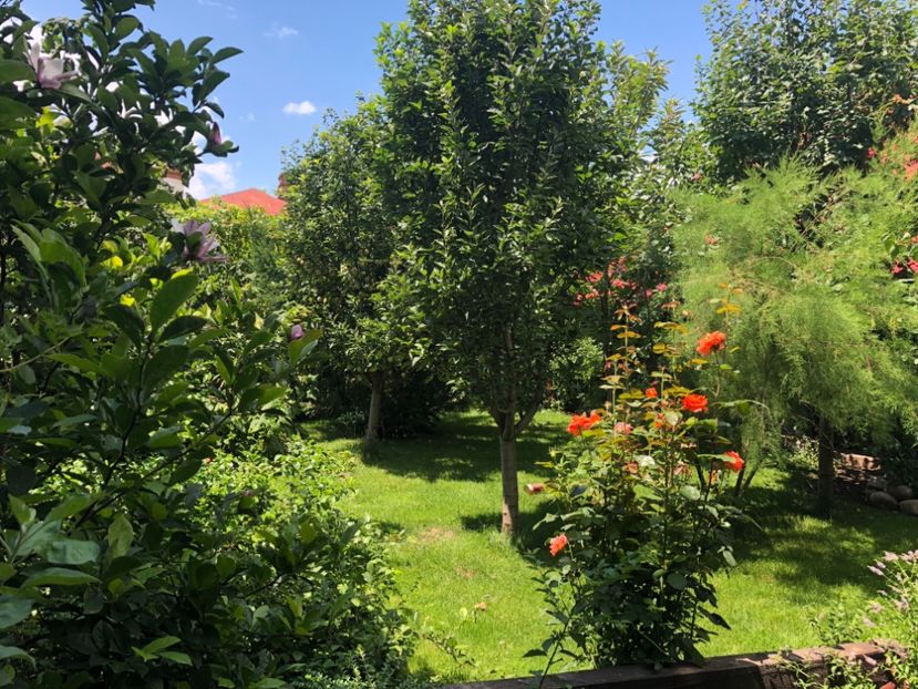 10941357-452C-444C-A130-0B3A22ED600B - 0021 GRADINA IN 2018 2020