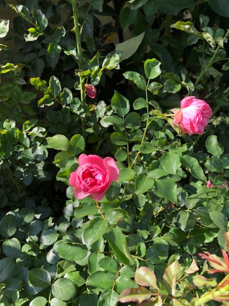 99E10971-8113-49BF-9A8B-0A659DFBC956 - 0021 GRADINA IN 2018 2020