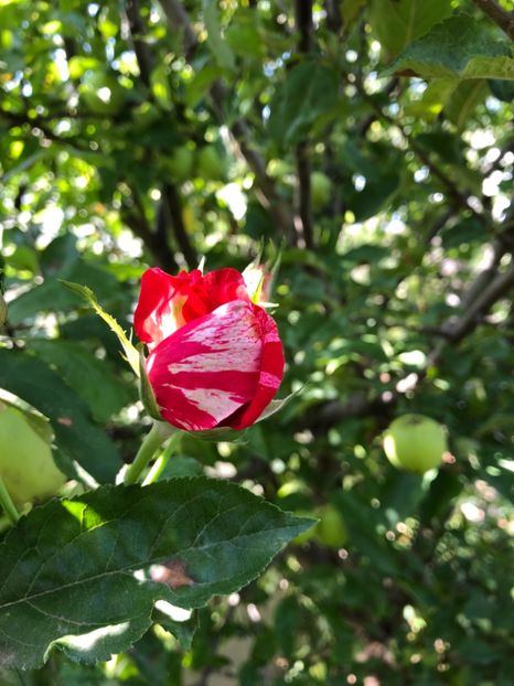 D70278DF-7B54-44EE-88BD-0E5582DFD575 - 0021 GRADINA IN 2018 2020