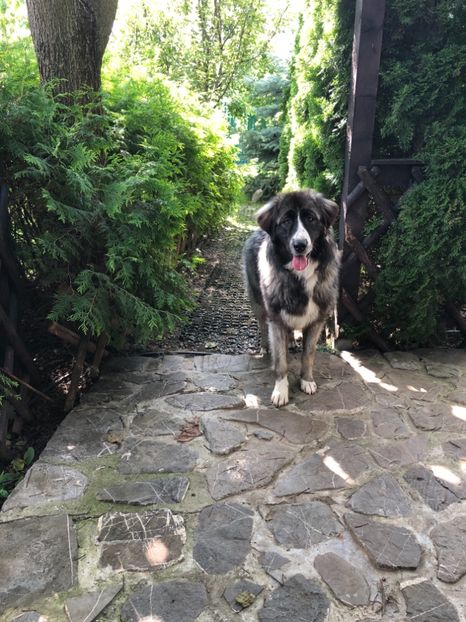 Mara la 11 luni. Iulie 2018 - MARA DE CROITORU