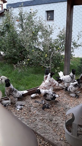 Șase frați (din trei serii) - JDB puii 2018