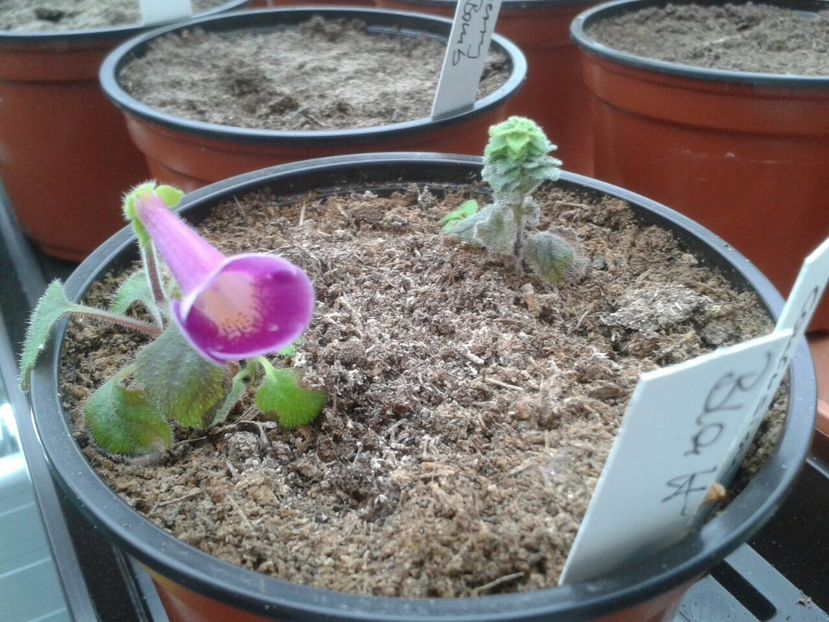 xA.Confusion - Achimenes și Kohleria 2018