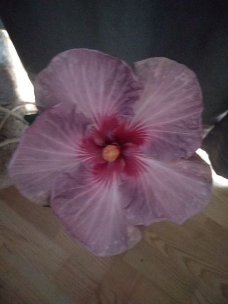 Tahitian Purple Gem - HIBISCUS TROPICAL