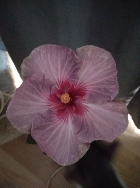 Tahitian Purple Gem - HIBISCUS TROPICAL