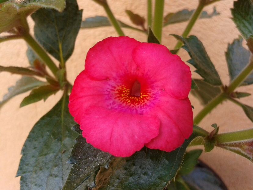 Christmas Lollipop - Achimenes și Kohleria 2018