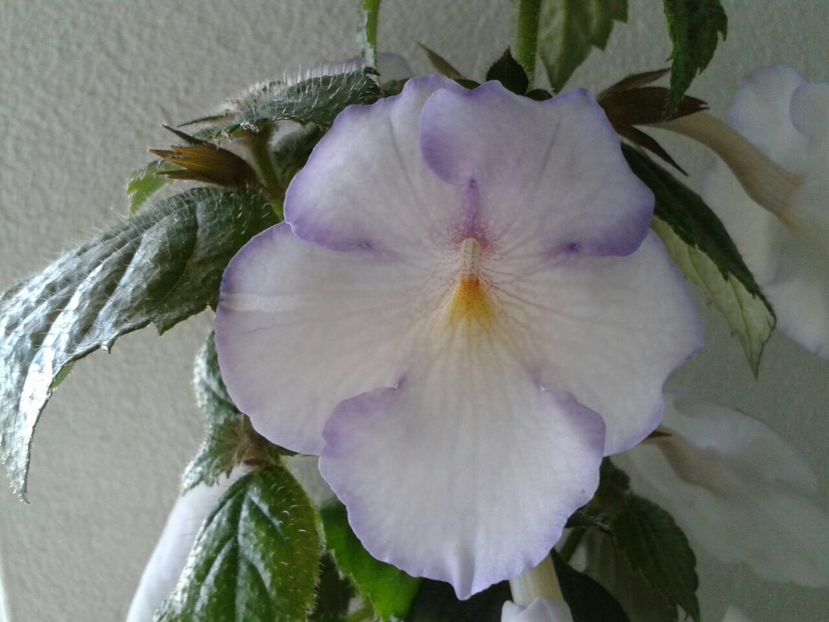 Morning Drizzle - Achimenes și Kohleria 2018