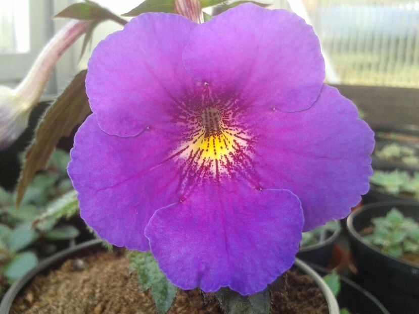 Tera H Purple - Achimenes și Kohleria 2018