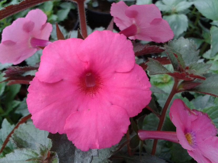 RF‘s La Diva - Achimenes și Kohleria 2018