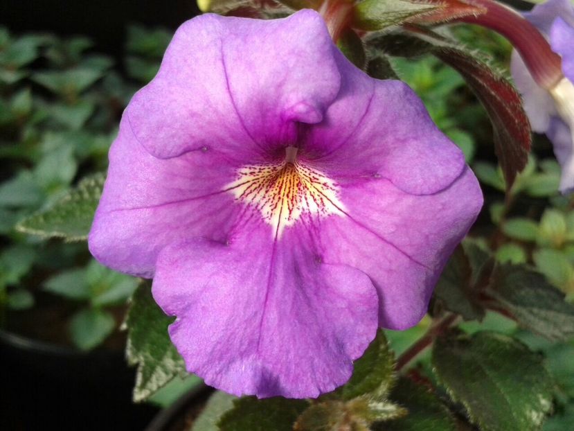 RF‘s Patricia Paola Scalco - Achimenes și Kohleria 2018