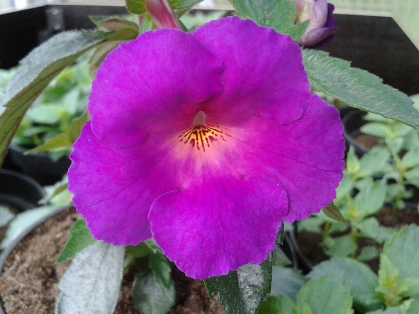 Klaus Neuber - Achimenes și Kohleria 2018