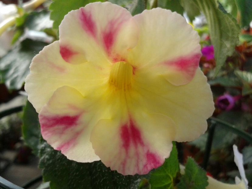 Strawberry Lemon - Achimenes și Kohleria 2018